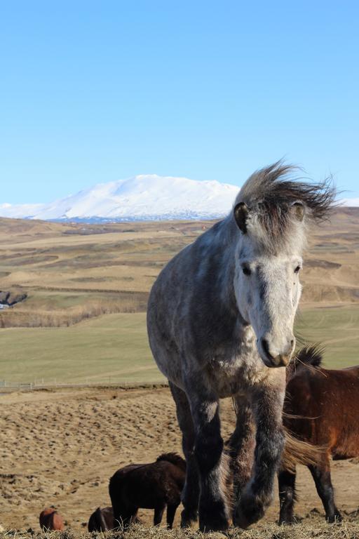 Guesthouse Steinsholt Stori Nupur Dış mekan fotoğraf